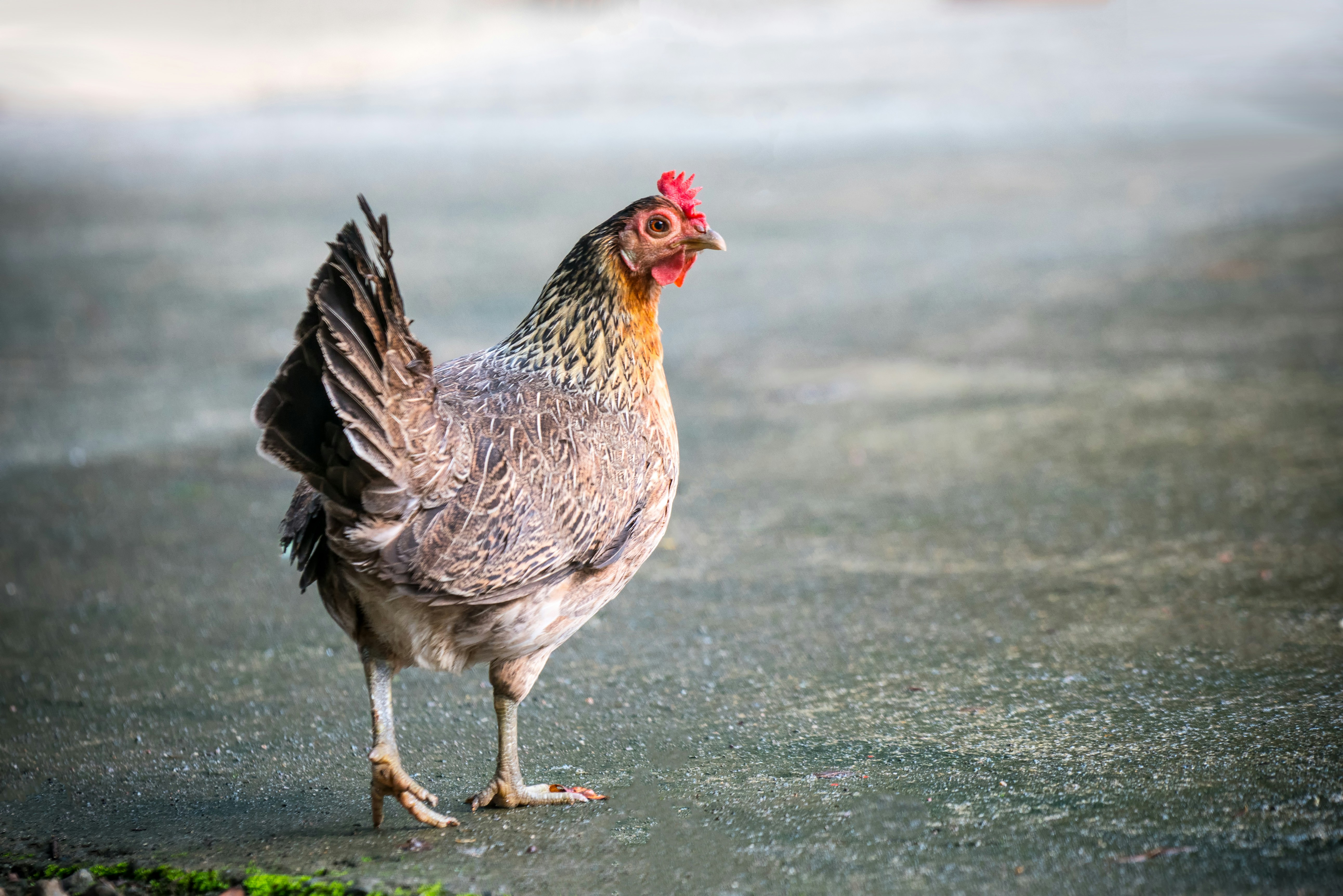 Photo by sippakorn yamkasikorn on Unsplash
